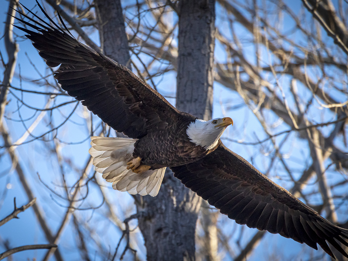 Cherry Creek State Park Eagle