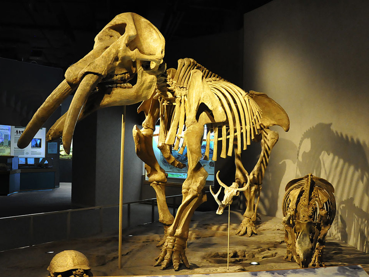 Denver Museum of Nature and Science