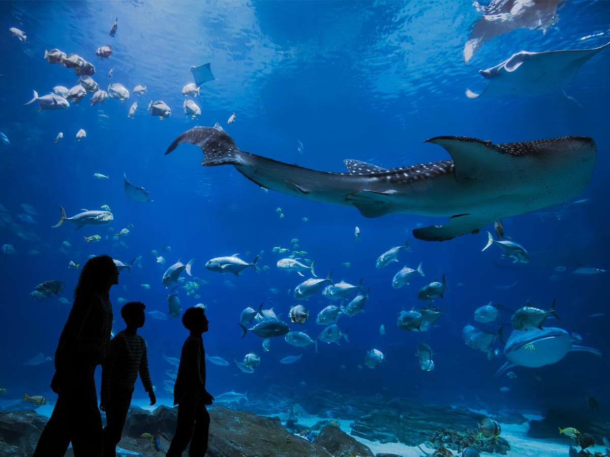 Georgia Aquarium photo