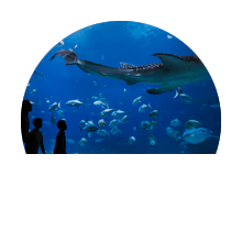 Visit the Area